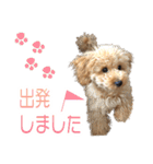 トイプードルクッキーの日常（個別スタンプ：7）
