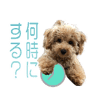 トイプードルクッキーの日常（個別スタンプ：8）