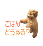 トイプードルクッキーの日常（個別スタンプ：9）