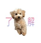 トイプードルクッキーの日常（個別スタンプ：10）