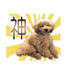 トイプードルクッキーの日常（個別スタンプ：12）