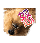 トイプードルクッキーの日常（個別スタンプ：14）