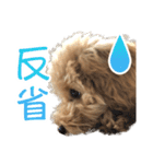トイプードルクッキーの日常（個別スタンプ：15）