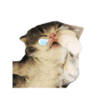 ねこはるすたんぷ（個別スタンプ：1）