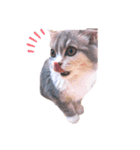 ねこはるすたんぷ（個別スタンプ：4）