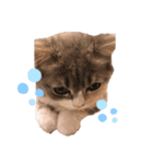 ねこはるすたんぷ（個別スタンプ：5）