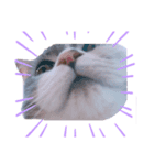 ねこはるすたんぷ（個別スタンプ：6）