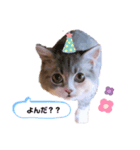 ねこはるすたんぷ（個別スタンプ：7）
