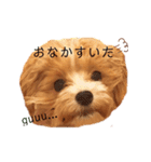 まるぷーのぷうちゃん（個別スタンプ：6）