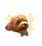 まるぷーのぷうちゃん（個別スタンプ：13）