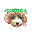 まるぷーのぷうちゃん（個別スタンプ：15）