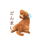まるぷーのぷうちゃん（個別スタンプ：16）