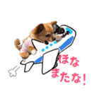 わん！にゃん！（個別スタンプ：1）