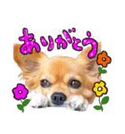 わん！にゃん！（個別スタンプ：5）