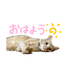 くたーくんの日常（個別スタンプ：1）
