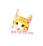 どっく＆きゃっとcare（個別スタンプ：2）