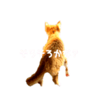 どっく＆きゃっとcare（個別スタンプ：4）