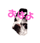 どっく＆きゃっとcare（個別スタンプ：8）