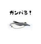 全力ペンギン（個別スタンプ：9）