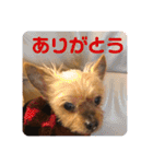 犬の表情豊かな日常スタンプ（個別スタンプ：2）
