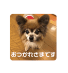 犬の表情豊かな日常スタンプ（個別スタンプ：3）