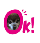 犬の表情豊かな日常スタンプ（個別スタンプ：4）
