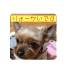 犬の表情豊かな日常スタンプ（個別スタンプ：6）