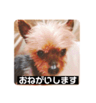 犬の表情豊かな日常スタンプ（個別スタンプ：7）