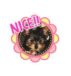 犬の表情豊かな日常スタンプ（個別スタンプ：9）