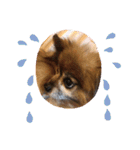 犬の表情豊かな日常スタンプ（個別スタンプ：11）
