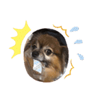犬の表情豊かな日常スタンプ（個別スタンプ：13）