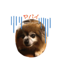 犬の表情豊かな日常スタンプ（個別スタンプ：14）