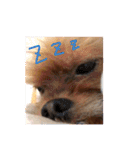 犬の表情豊かな日常スタンプ（個別スタンプ：15）