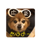 犬の表情豊かな日常スタンプ（個別スタンプ：16）