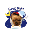 犬の表情豊かな日常スタンプ（個別スタンプ：17）