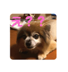 犬の表情豊かな日常スタンプ（個別スタンプ：19）