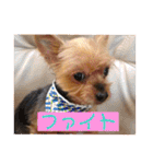 犬の表情豊かな日常スタンプ（個別スタンプ：20）