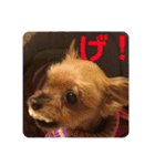 犬の表情豊かな日常スタンプ（個別スタンプ：21）