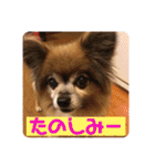 犬の表情豊かな日常スタンプ（個別スタンプ：22）