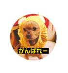 犬の表情豊かな日常スタンプ（個別スタンプ：23）