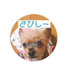 犬の表情豊かな日常スタンプ（個別スタンプ：24）