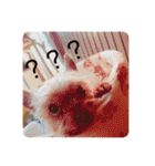 犬の表情豊かな日常スタンプ（個別スタンプ：27）