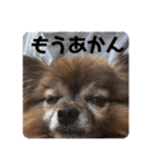 犬の表情豊かな日常スタンプ（個別スタンプ：28）