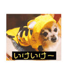 犬の表情豊かな日常スタンプ（個別スタンプ：31）