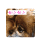 犬の表情豊かな日常スタンプ（個別スタンプ：32）