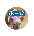 犬の表情豊かな日常スタンプ（個別スタンプ：33）