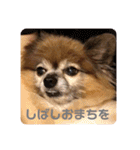 犬の表情豊かな日常スタンプ（個別スタンプ：34）