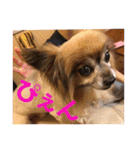 犬の表情豊かな日常スタンプ（個別スタンプ：35）