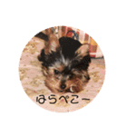 犬の表情豊かな日常スタンプ（個別スタンプ：36）