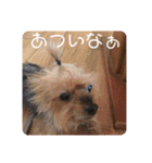 犬の表情豊かな日常スタンプ（個別スタンプ：37）